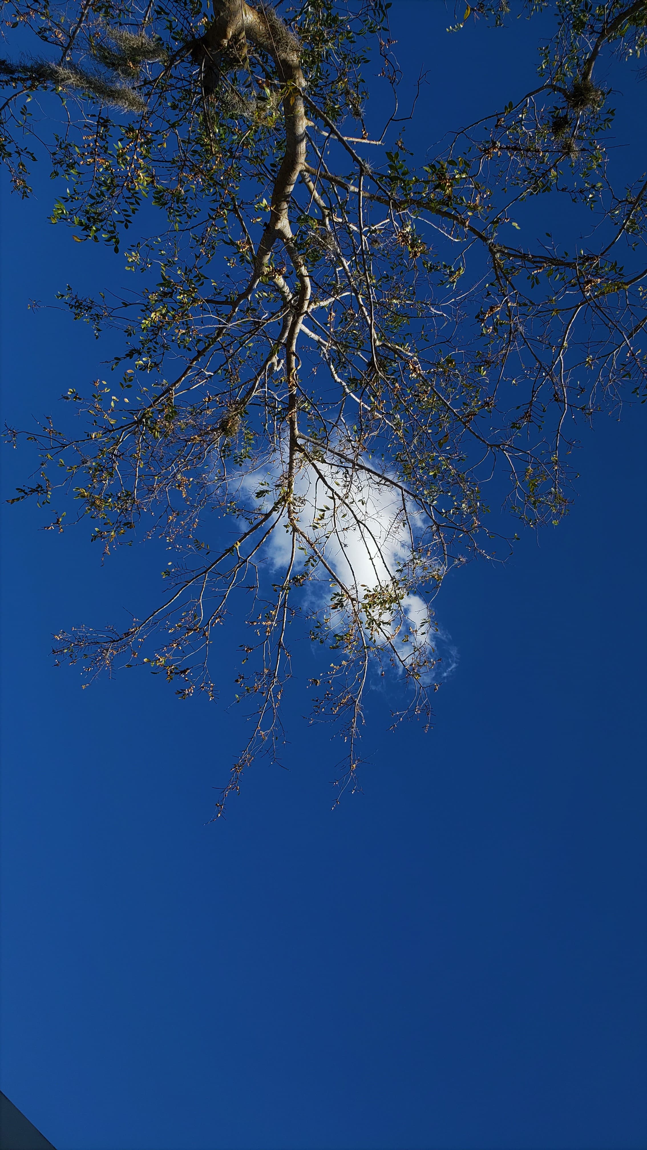 The branches of a tree intercept a lone cloud in the bright blue skies